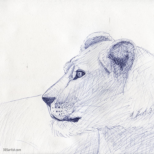 pen drawing of a lion