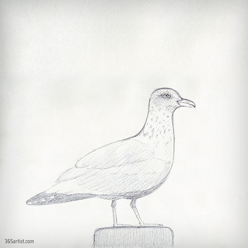 drawing of a seagull