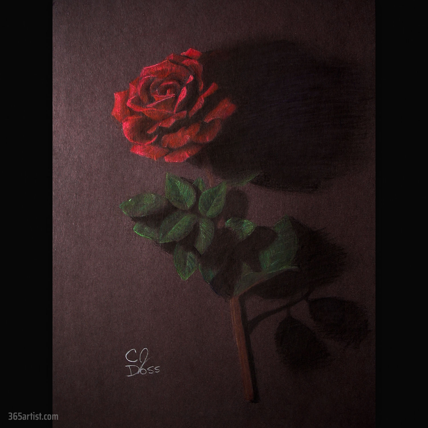 colored pencil drawing of a rose