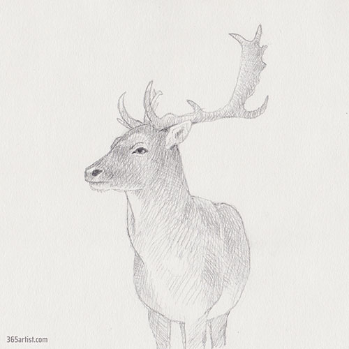 drawing of a deer