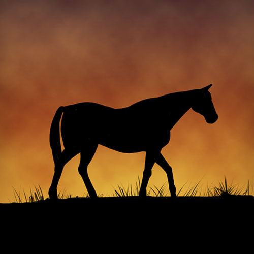 silhouette horse painting