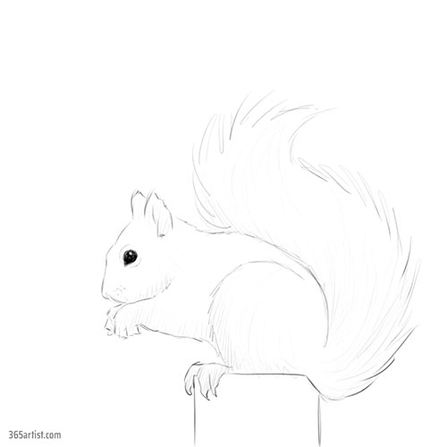 drawing of a squirrel